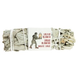 Sauge blanche de Californie, 8 à 10 cm