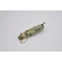 Sauge blanche bio, 15 cm