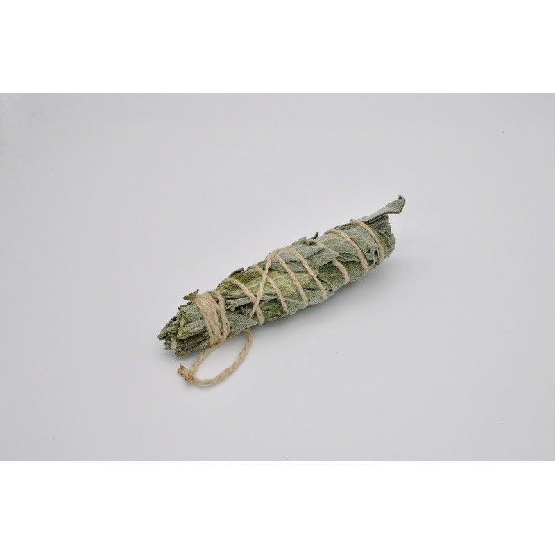 Sauge blanche bio, 15 cm